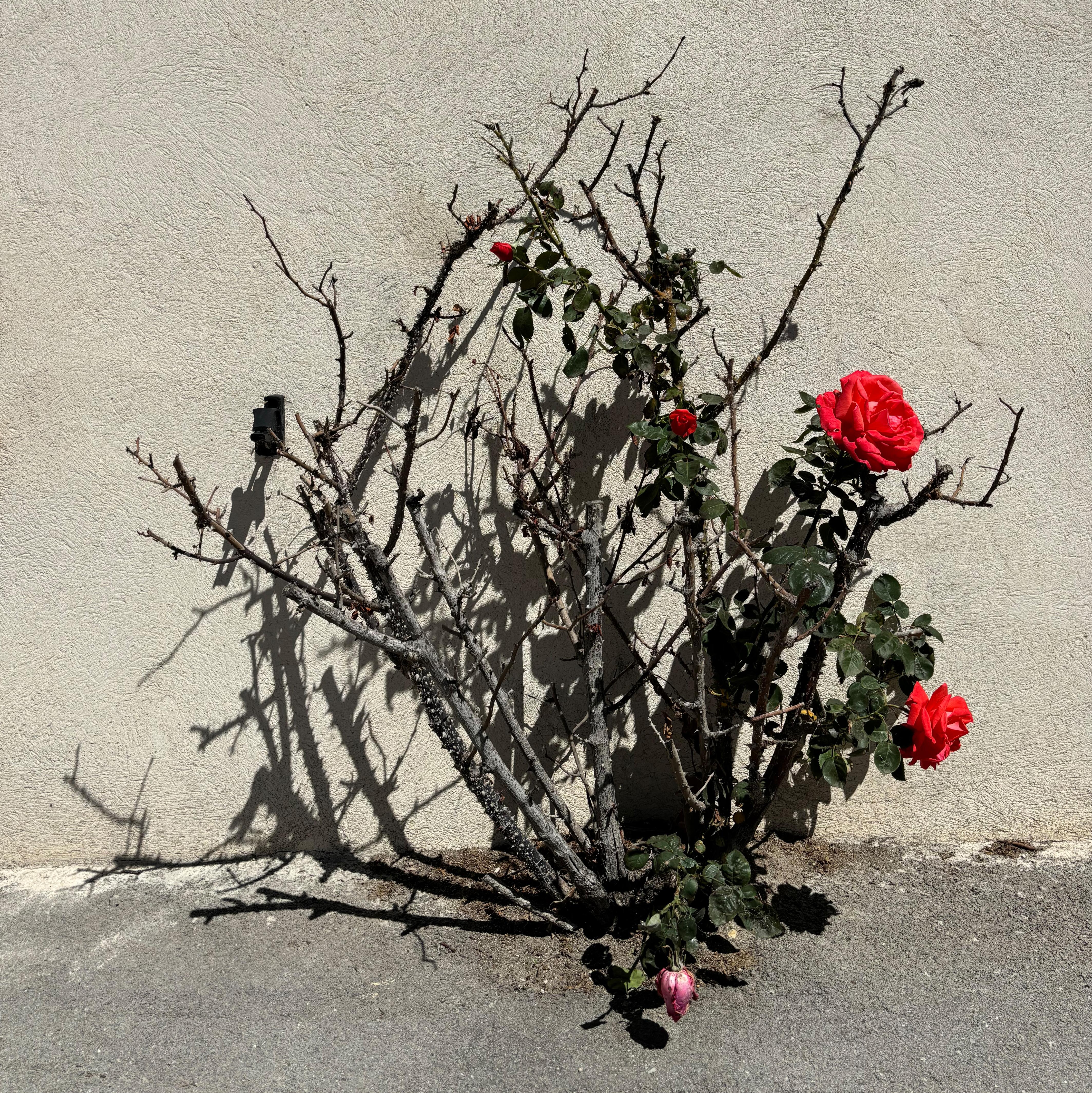 - DZIECKO I WDZIĘCZNOŚĆ -